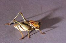 Image related to Rangeland-Mormon cricket