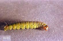 Image related to Rhododendron (Rhododendron)-Carnation tortrix