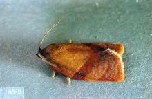 Image related to Rhododendron (Rhododendron)-Carnation tortrix