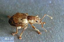 Image related to Rhododendron (Rhododendron)-Root weevil