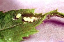 Image related to Rhododendron (Rhododendron)-Root weevil