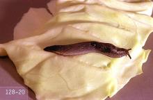 Image related to Rhubarb-Slug