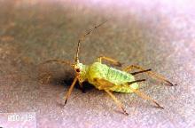 Image related to Rose (Rosa)-Aphid