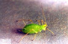 Image related to Rose (Rosa)-Aphid