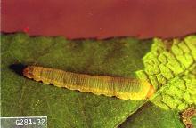 Image related to Rose (Rosa)-Rose sawfly