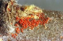 Image related to Rose (Rosa)-Spider mite