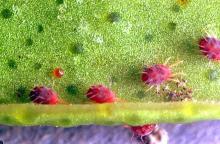 Image related to Rose (Rosa)-Spider mite