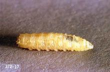 Image related to Sheep and goat-Wool maggot