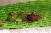 Image related to Small grain-Aphid