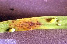 Image related to Small grain-Aphid