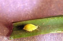 Image related to Small grain-Aphid