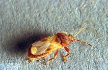 Image related to Small grain-Chinch bug