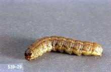 Image related to Small grain-Cutworm and armyworm