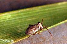 Image related to Small grain-Grass bug