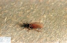 Image related to Small grain-Hessian fly