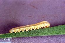 Image related to Small grain-Sawfly