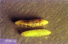 Image related to Small grain-Wheat stem maggot