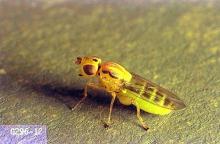 Image related to Small grain-Wheat stem maggot