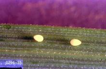 Image related to Small grain-Wheat stem maggot