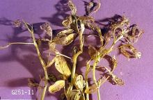 Image related to Spinach seed-Alfalfa looper