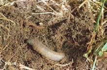 Image related to Spinach seed-European cranefly