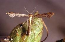 Image related to Spiraea (Spiraea)-Snapdragon plume moth