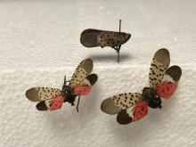 Spotted Lanternfly adult