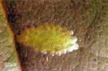 Image related to Spruce (Picea)-Carnation tortrix