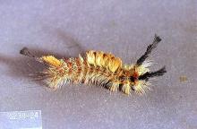 Image related to Spruce (Picea)-Douglas-fir tussock moth