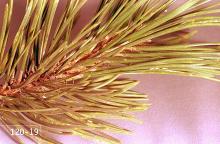 Image related to Spruce (Picea)-Pine needle scale