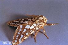 Image related to Spruce (Picea)-Silverspotted tiger moth