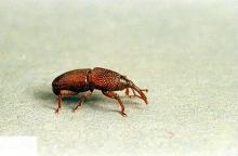 Image related to Stored grain pests