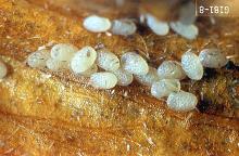 Image related to Stored grain pests