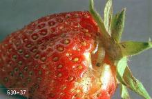 Image related to Strawberry-Omnivorous leaftier