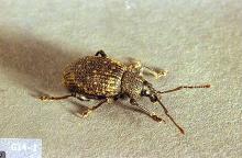 Image related to Strawberry-Root weevil