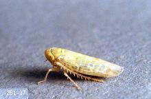 Image related to Sugar beet-Beet leafhopper