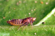 Image related to Sugar beet-Beet leafhopper