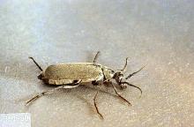 Image related to Sugar beet-Blister beetle