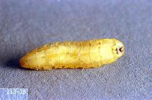 Image related to Sugar beet-Sugar beet root maggot