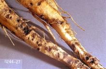 Image related to Sugar beet-Sugar beet root maggot