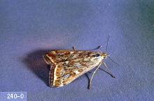 Image related to Sugar beet-Webworm