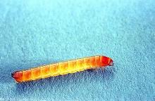 Image related to Sugar beet-Wireworm