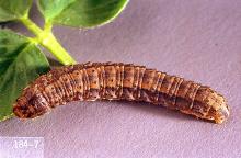 Image related to Sunflower-Cutworm