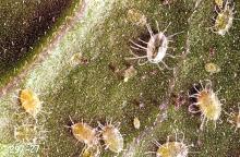 Image related to Tomato-Whitefly