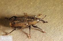 Image related to Turfgrass-Billbug