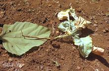 Image related to Turnip (roots and tops) and rutabaga-Cabbage maggot