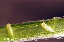 Image related to Vegetable crop pests-Lygus bug