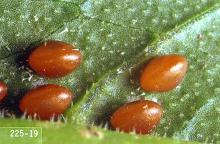 Image related to Vegetable crop pests-Squash bug