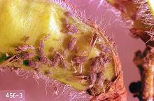 Image related to Vetch seed-Aphid