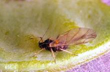 Image related to Vetch seed-Aphid